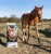 KRAFFT Foal 20kg