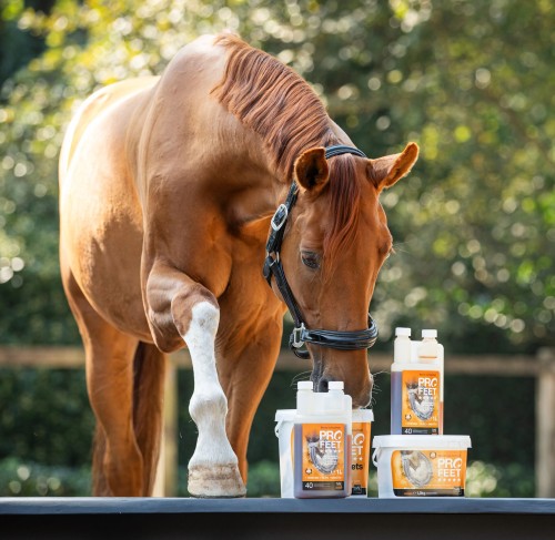 NAF Profeet horse.jpg