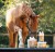 NAF Profeet horse.jpg