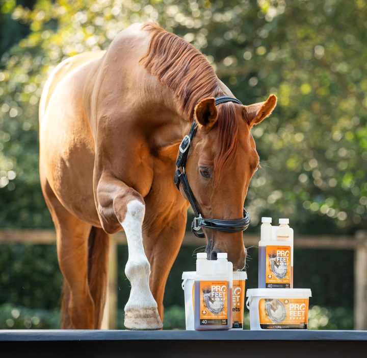 NAF Profeet horse.jpg