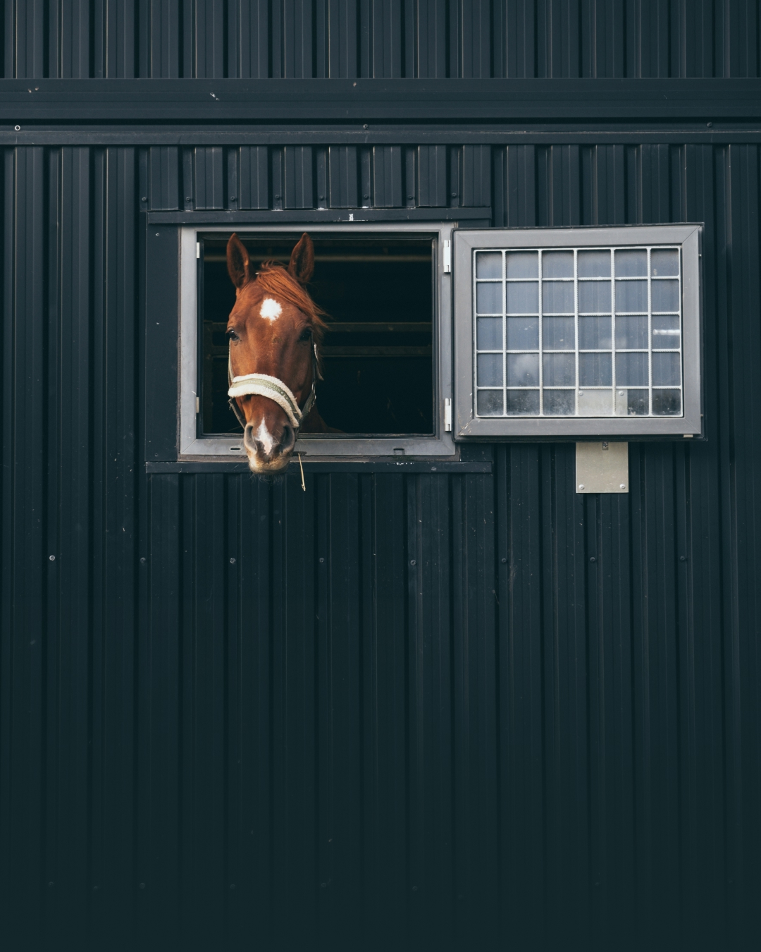 Żywienie koni starszych – jak zadbać o dietę seniora